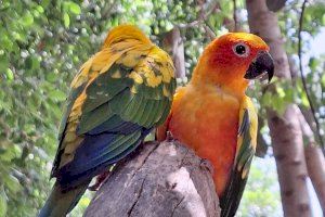 Siete nuevas aratingas del sol se integran con éxito en el aviario de Terra Natura Benidorm