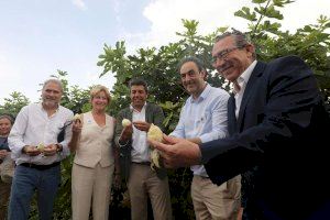 La Diputación incrementa un 20% la ayuda a la breva de Albatera para apoyar y promocionar esta fruta