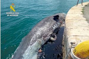 Hallan el cadáver de un cachalote gigante en las costas de Alicante