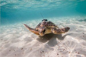 Científicos de la UPV ayudan a identificar zonas clave del océano para proteger a más de 100 especies de megafauna marina