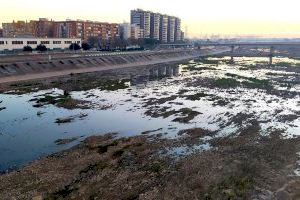 València exigeix la neteja urgent del llit del Túria per evitar riscos davant de pluges torrencials