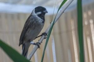 Nacen en el centro de recuperación de fauna de El Saler los primeros escribanos palustres iberorientales criados en cautividad en España