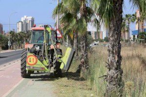 Benidorm ejecuta labores de limpieza de cunetas en todos los caminos rurales de l’Horta