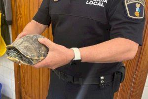 Rescaten a una tortuga ferida després de precipitar-se des d'un edifici d'Alaquàs