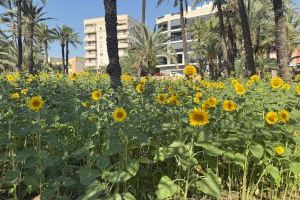 Continúa la recuperación de huertos históricos con la plantación de girasoles en el Hort de Bon Lladre