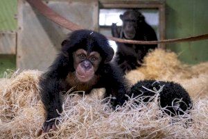 Emocionante reencuentro con su madre del chimpancé nacido en el Bioparc de Valencia