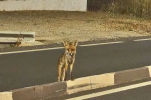 Un vecino de Peñíscola alerta de la presencia de zorros en zonas urbanas