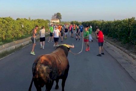 Vuelven los Bous en Corda a Burriana con toros de élite: consulta el programa completo Vuelven los Bous en Corda a Burriana con toros de élite: consulta el programa completo