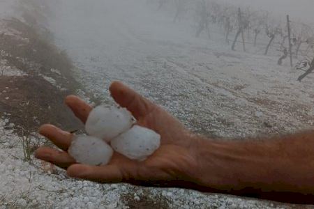 Cuando la lluvia no trae vida: granizo, pérdidas millonarias y viñedos devastados por las severas tormentas en la Comunitat Valenciana