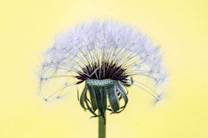 La Universitat de València presenta una exposició sobre la bellesa i utilitat que amaguen les “males herbes”