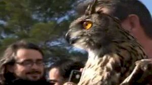 Suelta de aves rapaces en el Parque Natural de las Hoces del Cabriel