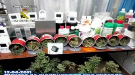 Marihuana en una vivienda de Almassora