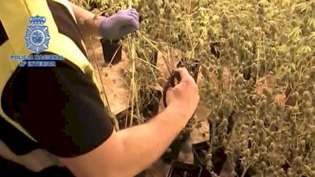 Plantación de marihuana en Alzira