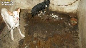 Así vivían los perros desnutridos y deshidratados rescatados de una finca de Alicante