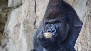 Helados “animales” de bienvenida a julio en BIOPARC Valencia