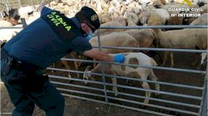 Investigan en Alicante la procedencia ilegal de 200 cabezas de ganado destinadas a la 'Fiesta del Cordero'