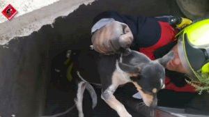 Rescatan a dos perros atrapados en un pozo de hormigón en Elche