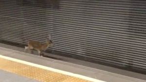 Un corzo sorprende a los viajeros de Metrovalencia corriendo por las vías