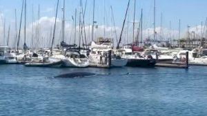 El increíble video de una ballena de grandes dimensiones en el Puerto de Valencia