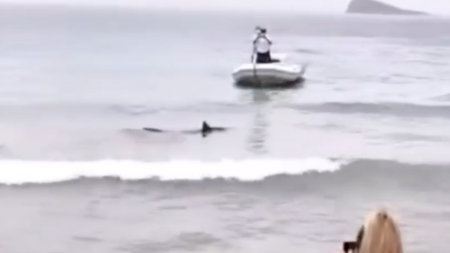 Un tiburón sorprende a los bañistas al llegar a la orilla de una playa de Benidorm