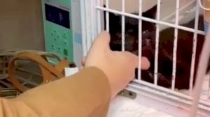 Amor felino: buscan casa de acogida para gatos maltratados en Burriana Amor felino: buscan casa de acogida para gatos maltratados en Burriana