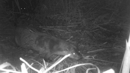 Localitzen més llúdries en la Desembocadura del riu Millars