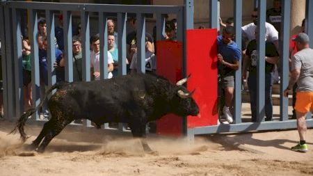 Un ferit per tres cornades en el tancament de bous salvatges de Vila-real