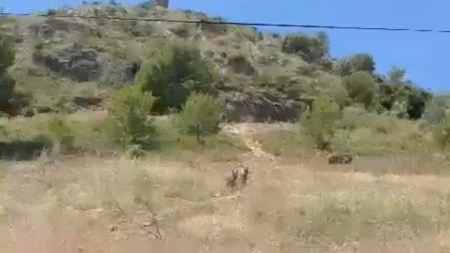 Vistas un par de cabras junto al casco urbano de La Vilavella