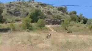 Vistes un parell de cabres al costat del nucli urbà de La Vilavella Vistes un parell de cabres al costat del nucli urbà de La Vilavella