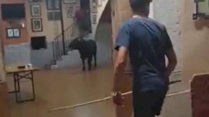 Un toro se cuela en un casal de fiestas de Calp Un toro se cuela en un casal de fiestas de Calp