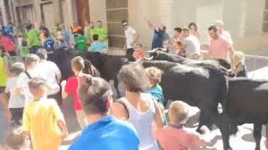 Polèmica a Nules per una exhibició amb mansos per a xiquets