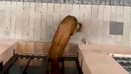 Una vaquilla se cuela en una sucursal bancaria de Morella