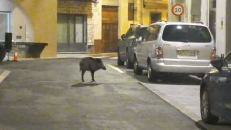 Un jabalí solitario pasea por el centro de Onda