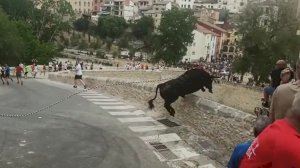 Cae un toro por un barranco durante el Bou de les Penyes de Ontinyent Cae un toro por un barranco durante el Bou de les Penyes de Ontinyent