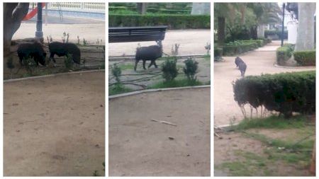 Varios jabalís se pasean por el Parque Ribalta de Castelló