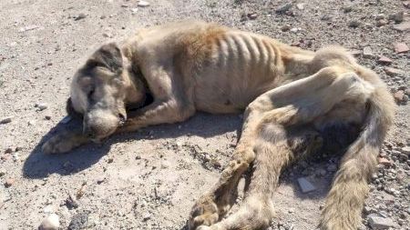 Arranca el juicio sobre el caso Ragnar: el mastín que murió maltratado y desnutrido en Elche