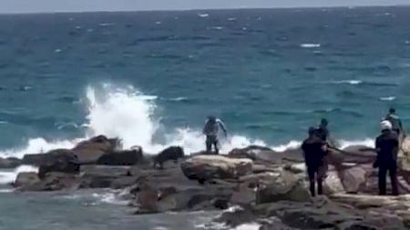 Un porc senglar fereix dues persones i obliga a desallotjar una platja al Campello