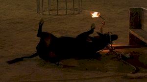 Polémica en Morella: impiden la grabación tras desplomarse un toro Polémica en Morella: impiden la grabación tras desplomarse un toro