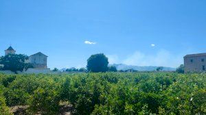 Incendi en una zona de vegetació entre Borriana i Nules Incendi en una zona de vegetació entre Borriana i Nules