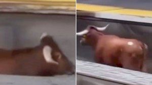 Un toro corre por las vías del tren en una localidad valenciana