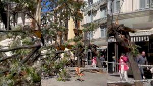 Tres heridas al desplomarse un árbol en el centro de Valencia Tres heridas al desplomarse un árbol en el centro de Valencia