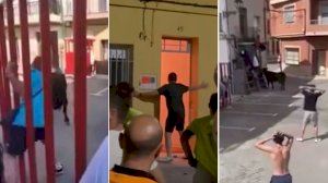 Cap de setmana accidentat en els festejos de bous al carrer: diverses agafades i un bou embolado molt entremaliat Cap de setmana accidentat en els festejos de bous al carrer: diverses agafades i un bou embolado molt entremaliat