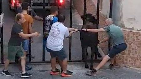 A centímetros de la libertad: una vaquilla casi escapa en plena exhibición taurina en Eslida