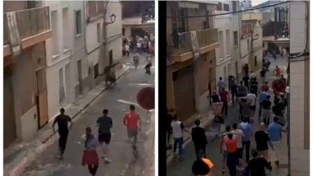 VÍDEO | Mor un home després de diverses i greus envestides d'un bou a la Vall d'Uixó