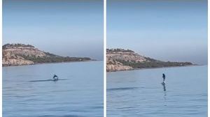 Un espectáculo único en la vía verde entre Oropesa y Benicàssim: el espectacular paseo de unos delfines
