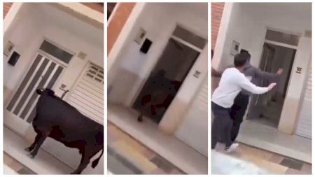 Pánico en Cullera tras colarse una vaca en una vivienda y los festejos acaban con varios heridos