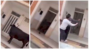 Pánico en Cullera tras colarse una vaca en una vivienda y los festejos acaban con varios heridos
