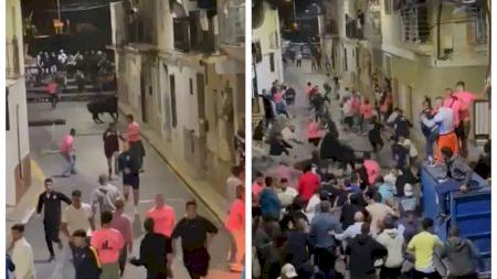 Impactante escena en los bous al carrer de Quart de les Valls: un toro se lleva el pilón por delante y lo arrastra hasta la barrera