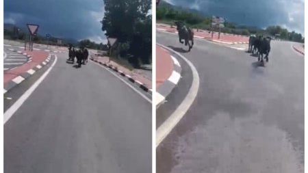 Alerta en la Salzadella: avisan de 8 vacas bravas sueltas por la carretera tras escaparse de un camión