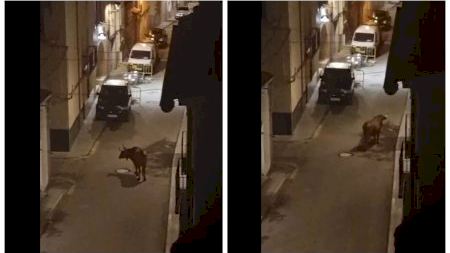 El cencerro que despierta a la Salzadella: una vaca brava suelta deambula por la localidad